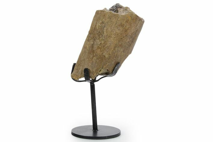 Fossil Hadrosaur Limb Section w/ Metal Stand - South Dakota #354311